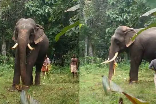 Kodumon News  Angatikal Elephant violent  കൊടുമൺ അങ്ങാടിക്കലിൽ പരിഭ്രാന്തി  അങ്ങാടിക്കലിൽ ആന ഇടഞ്ഞു  അങ്ങാടിക്കല്‍ വടക്ക് മണക്കാട് ദേവീക്ഷേത്രം