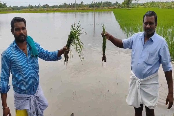 கொள்ளிடம் வெள்ளப்பெருக்கு: குறுவை சாகுபடி பயிர்கள் நீரில் மூழ்கியதால் விவசாயிகள் வேதனை!