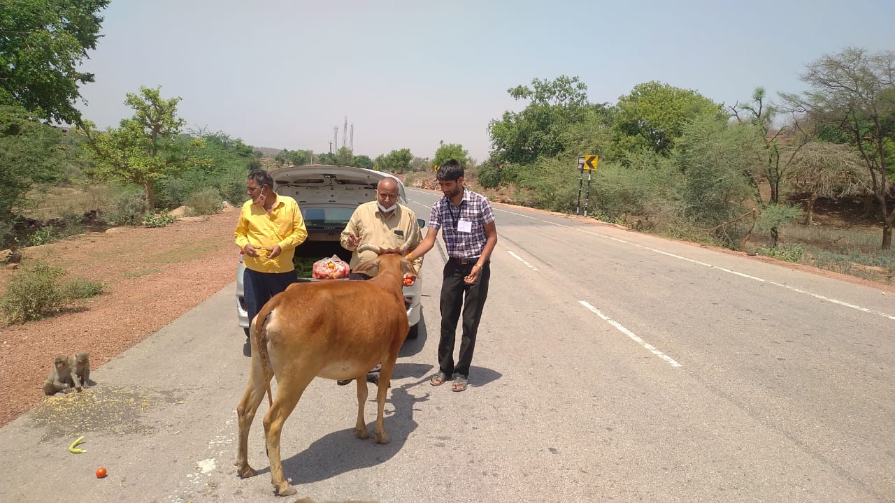 निजी ट्रस्ट जानवरों को खिला रहे भोजन, Private trusts are feeding animals