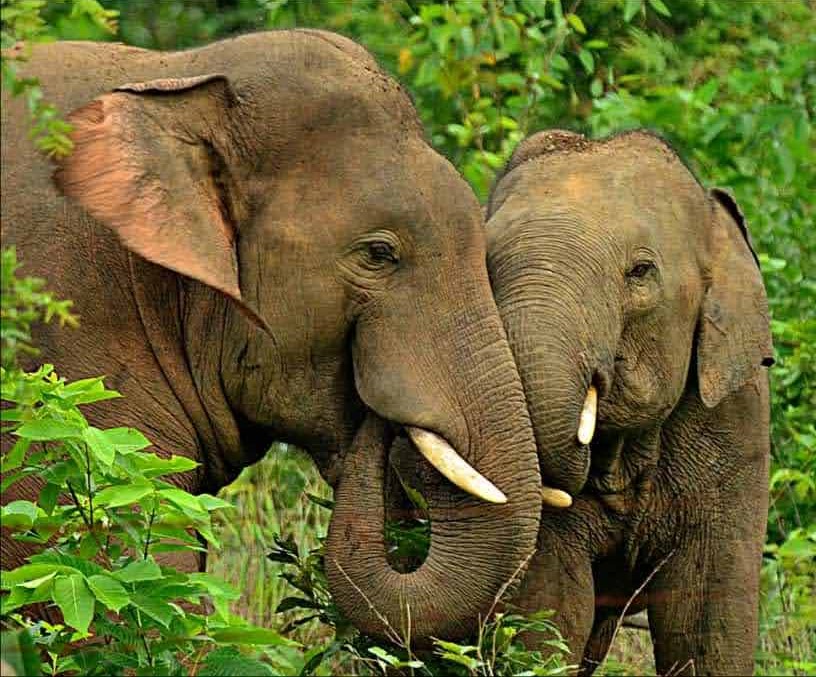 world elephant day