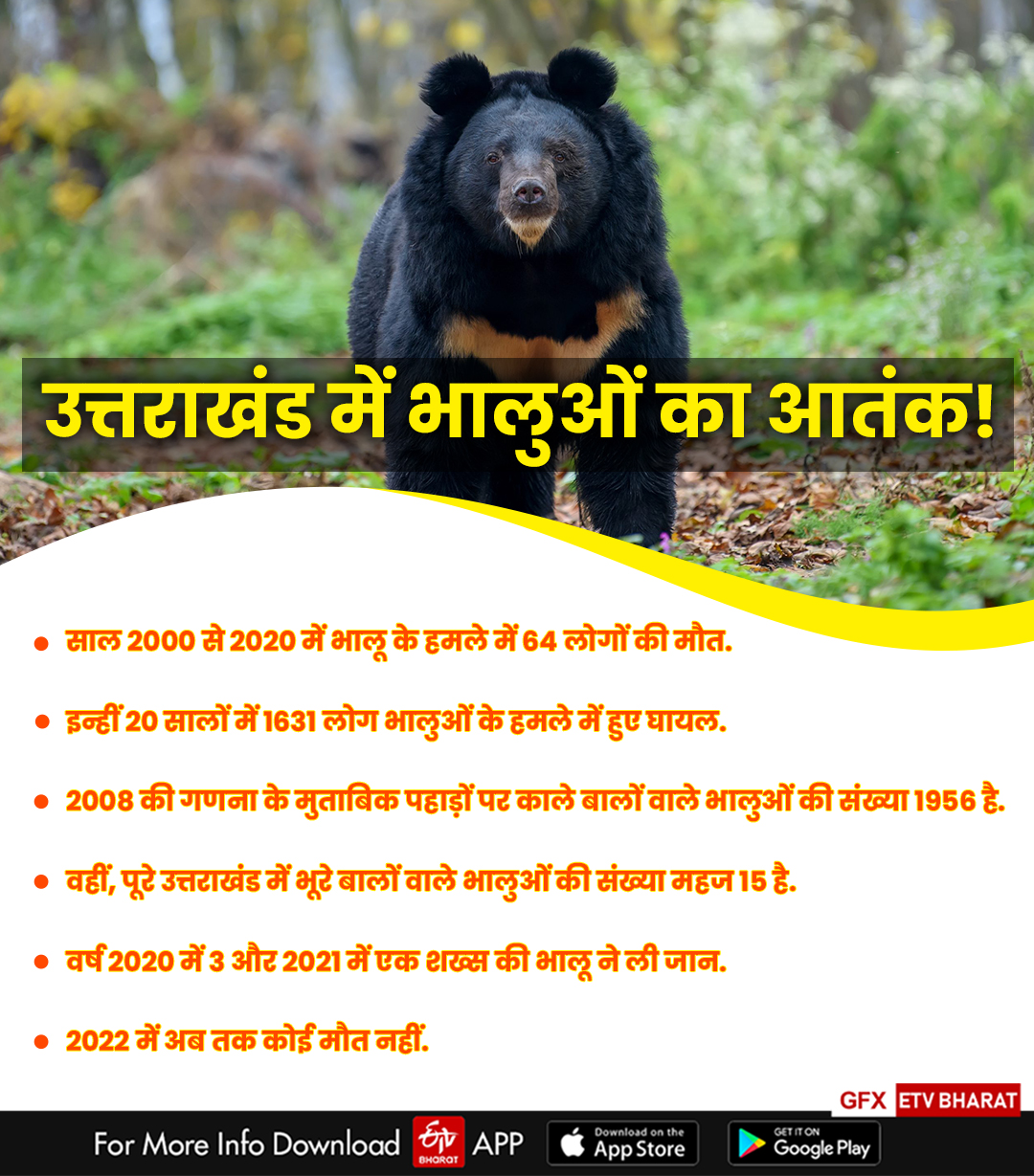 Bear attacks increase in Uttarakhand
