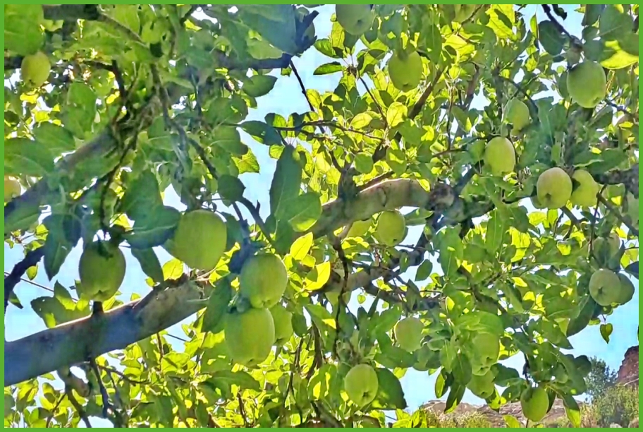 Chemical Free farming in shalkhar village