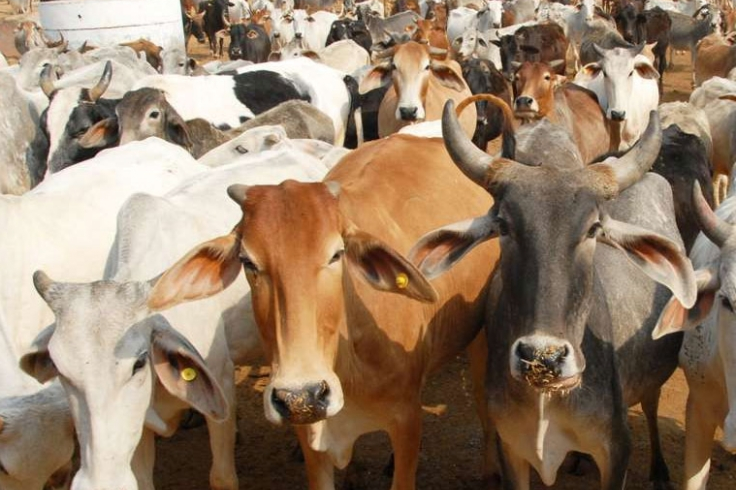 गौशालाओं में पहली बार जन्माष्टमी