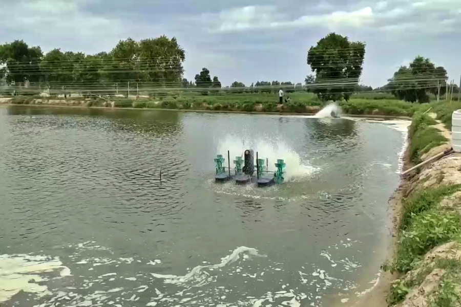 prawn fish farming in sirsa