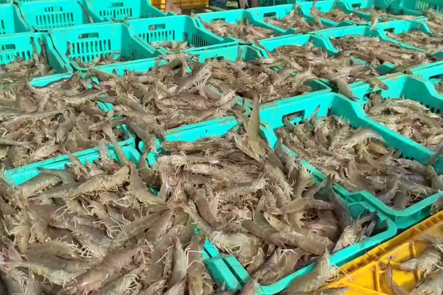 prawn fish farming in sirsa