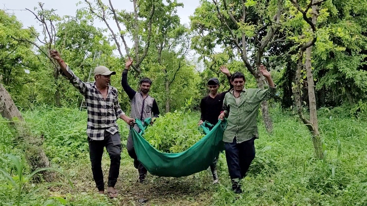 બિલ્વ વનમાંથી પસંદ કરાય છે બિલ્વ પત્ર