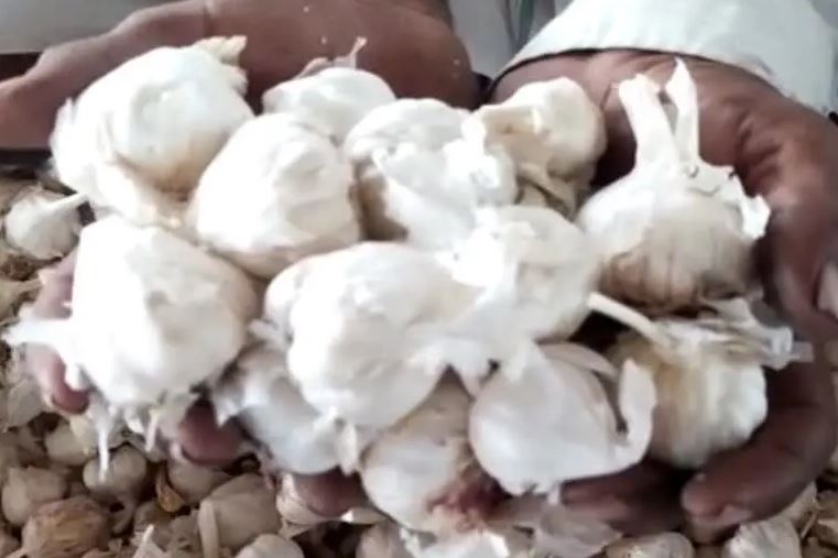 Garlic Prices Fall in MP