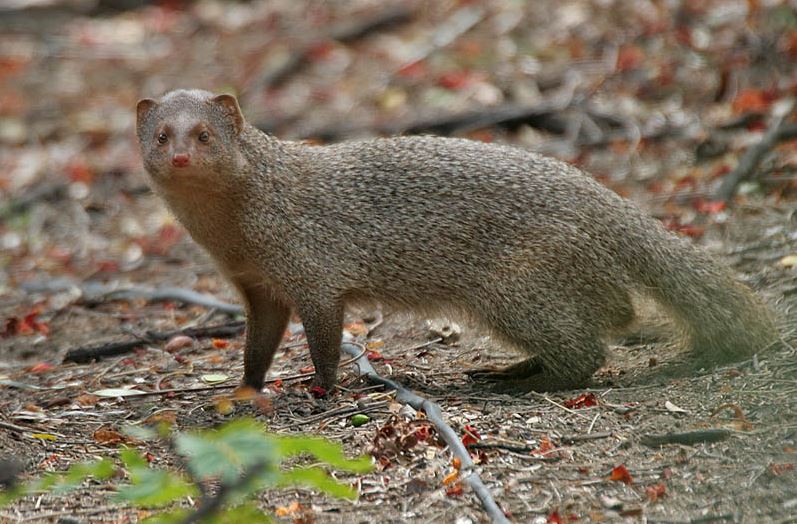 In India at least 50 thousand Mongoose Hunting for Paint Brush every year