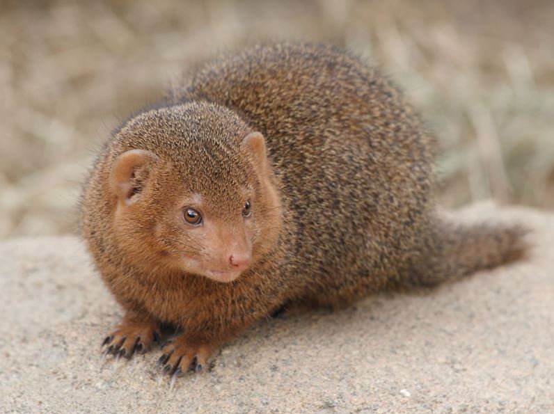 In India at least 50 thousand Mongoose Hunting for Paint Brush every year