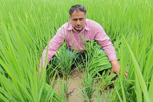 धान की फसल में वायरस के प्रकोप ने किसानों की चिंता बढ़ाई