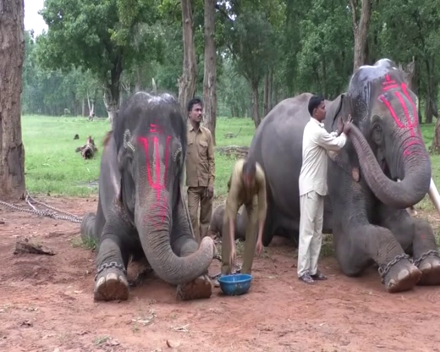 Elephant Service in Umaria