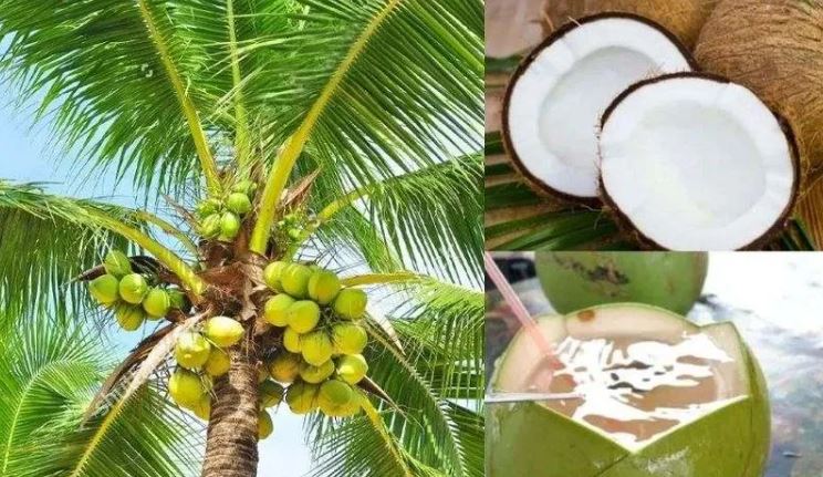 World Coconut Day  2022  Facts About Coconut use and Utility