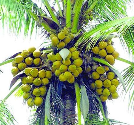 World Coconut Day 2022