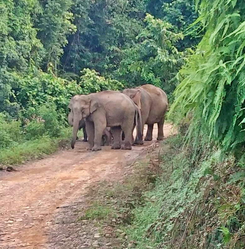 elephant-block-namchang-road-in-dibrugarh