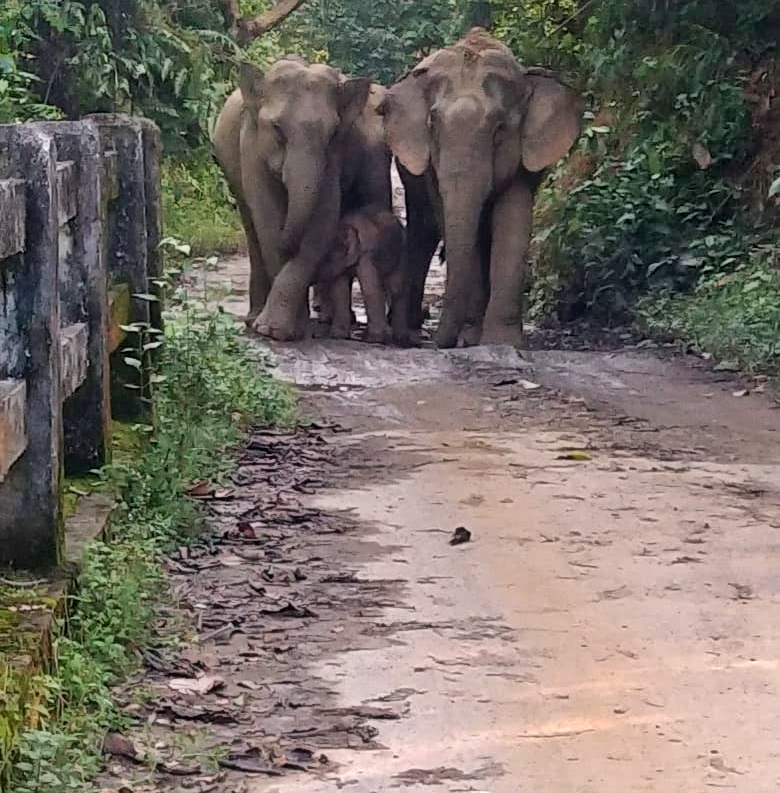 elephant-block-namchang-road-in-dibrugarh