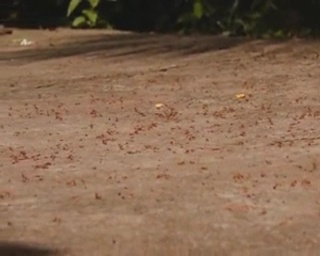 red ants panic in Odisha