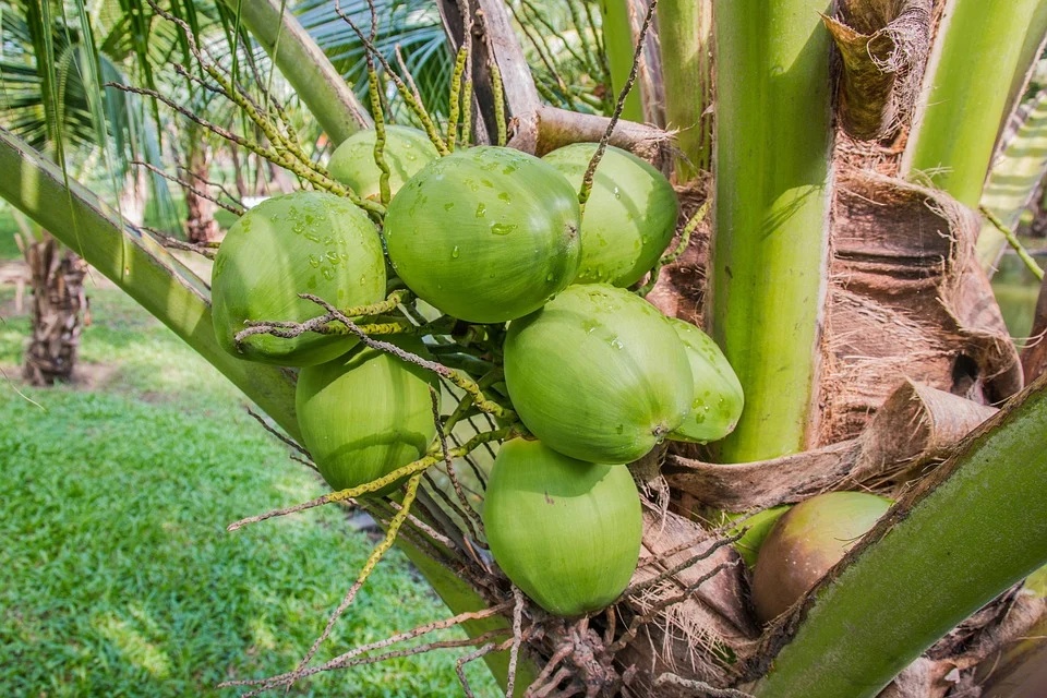 Coconut