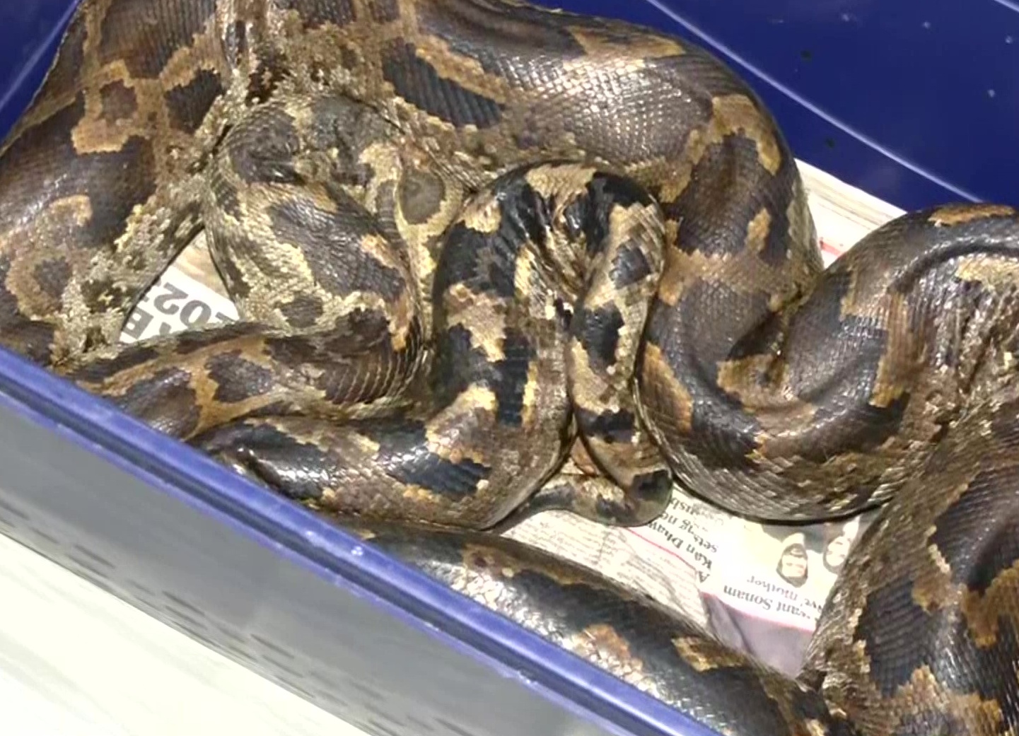 Rescued python