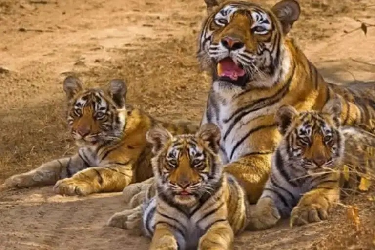 Golden pass Tiger Reserve