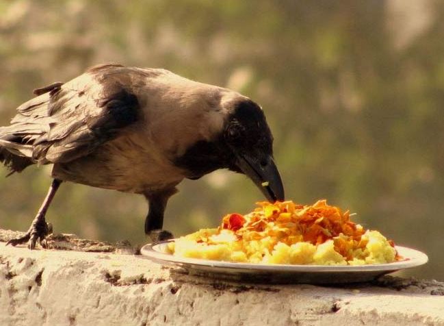 Pitru Paksha  2022 Crow Importance