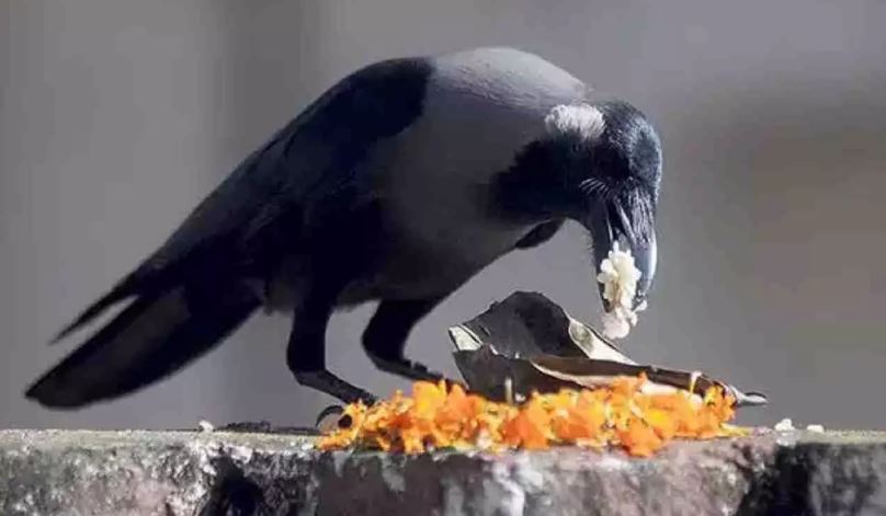 Pitru Paksha  2022 Crow Importance