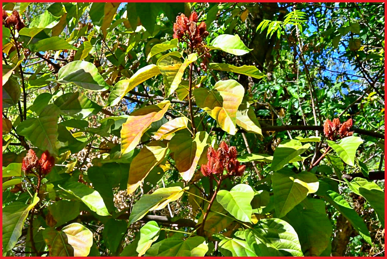 Vermilion Cultivation in Hamirpur