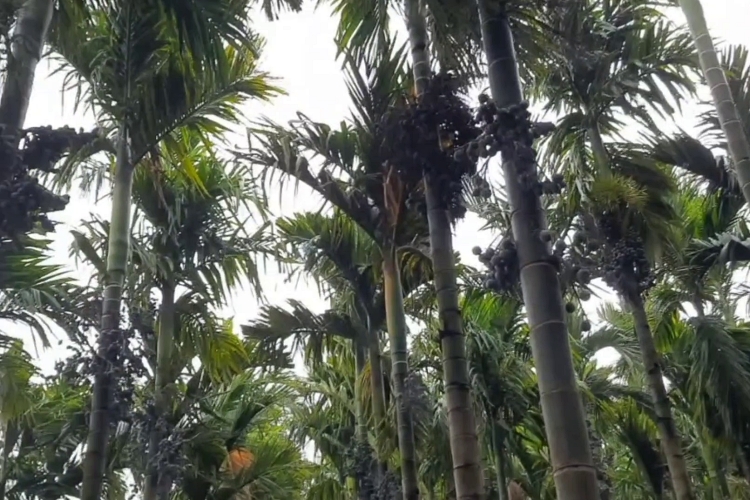 Areca trees plantation of School