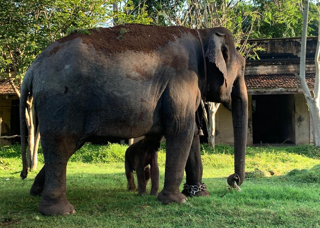 Lakshmi elephant gives birth to cub in Mysore palace