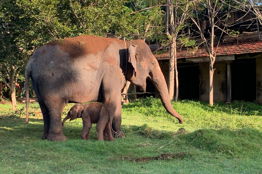 Laxmi elephant