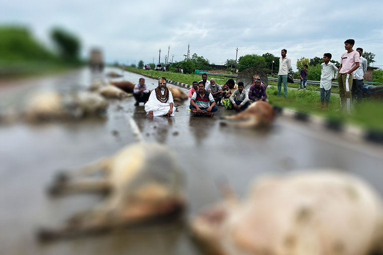 15 Cows Died Due to trolley Collision