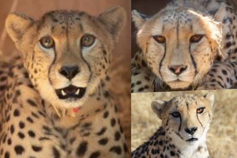 Cheetah project Update