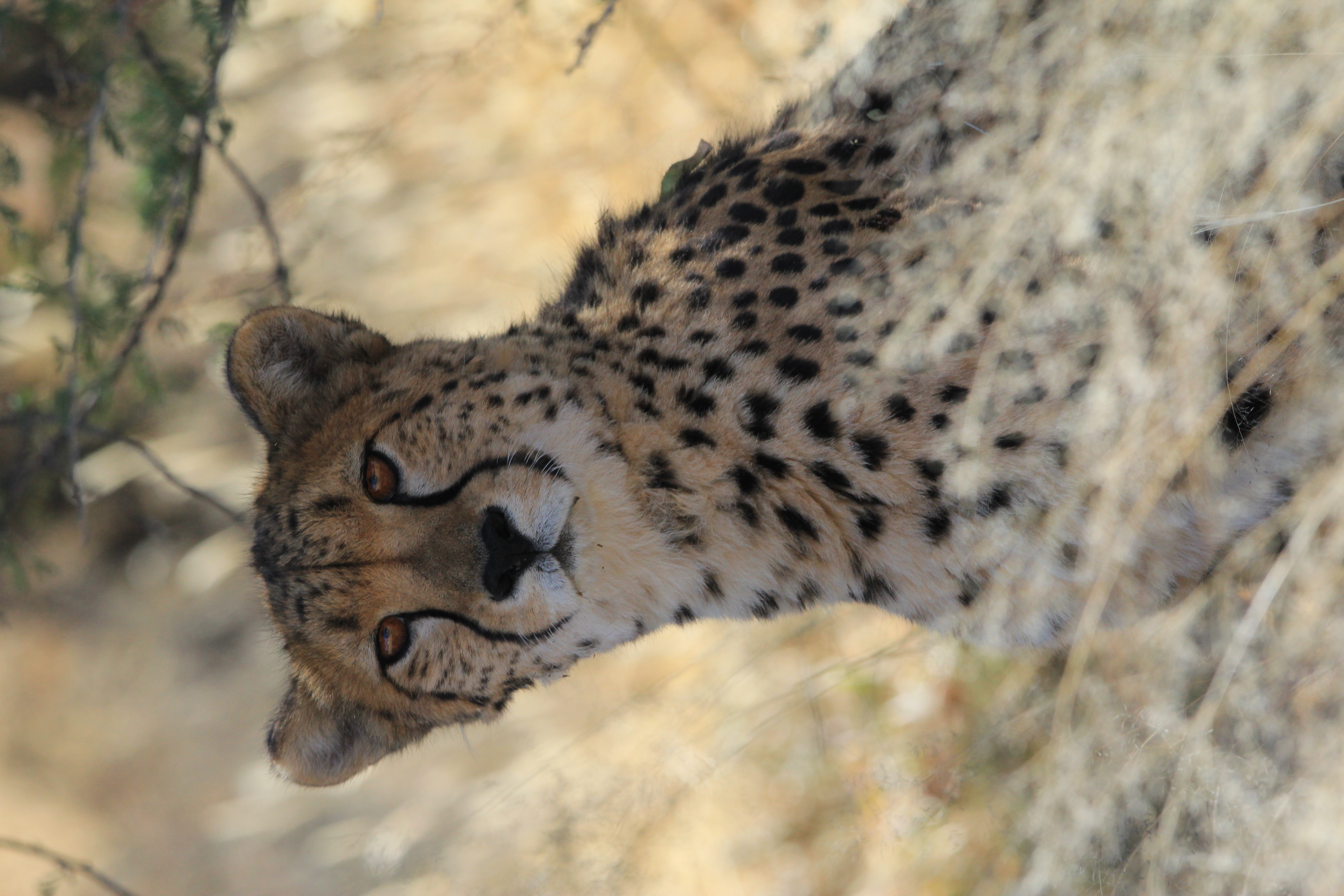 Cheetah Innocent Face Picture