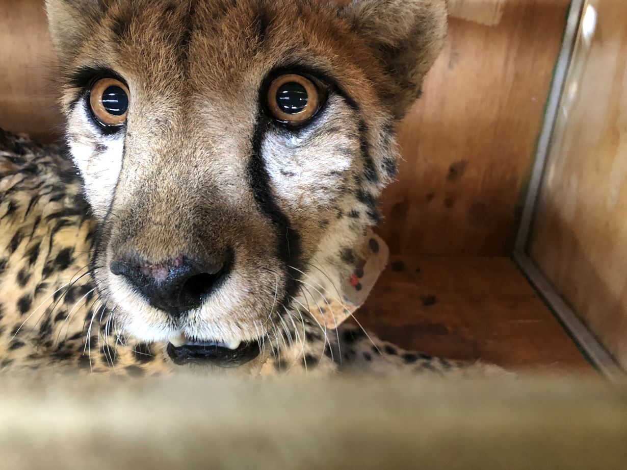 See Cheetah Sharpe Eyes