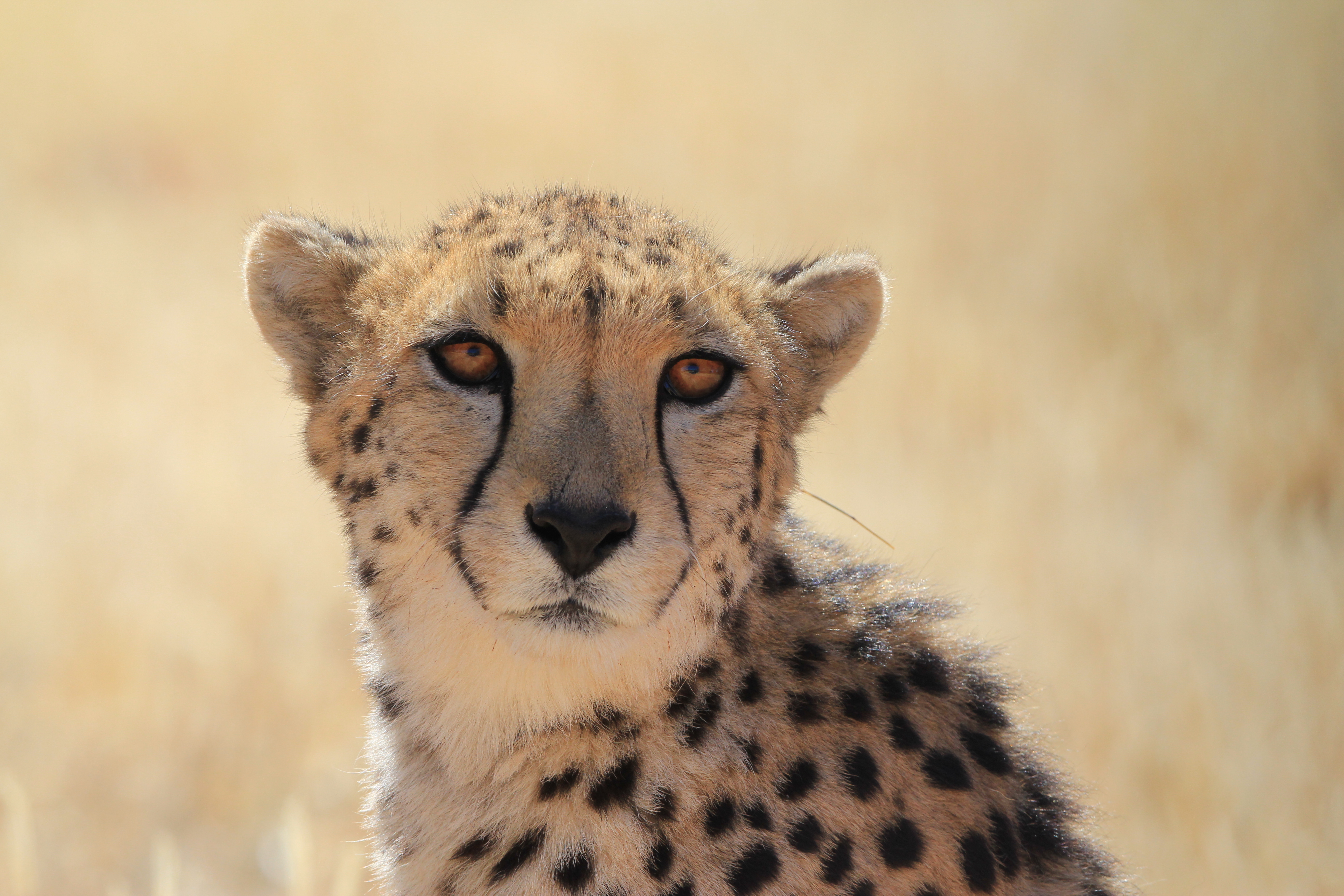 Attractive And Beautiful Picture of Cheetah