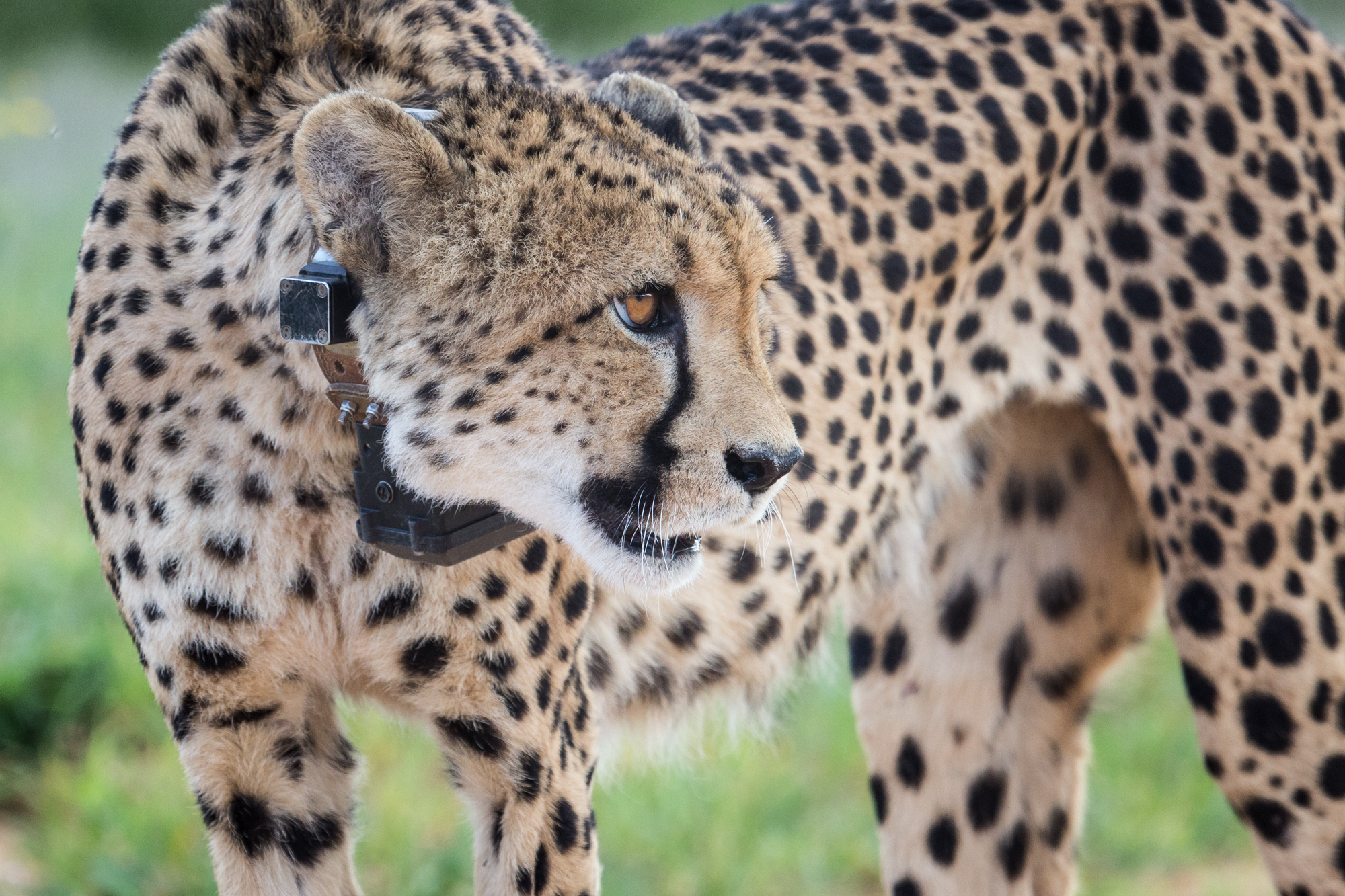 Wild Namibian Cheetah With Satellite Collar