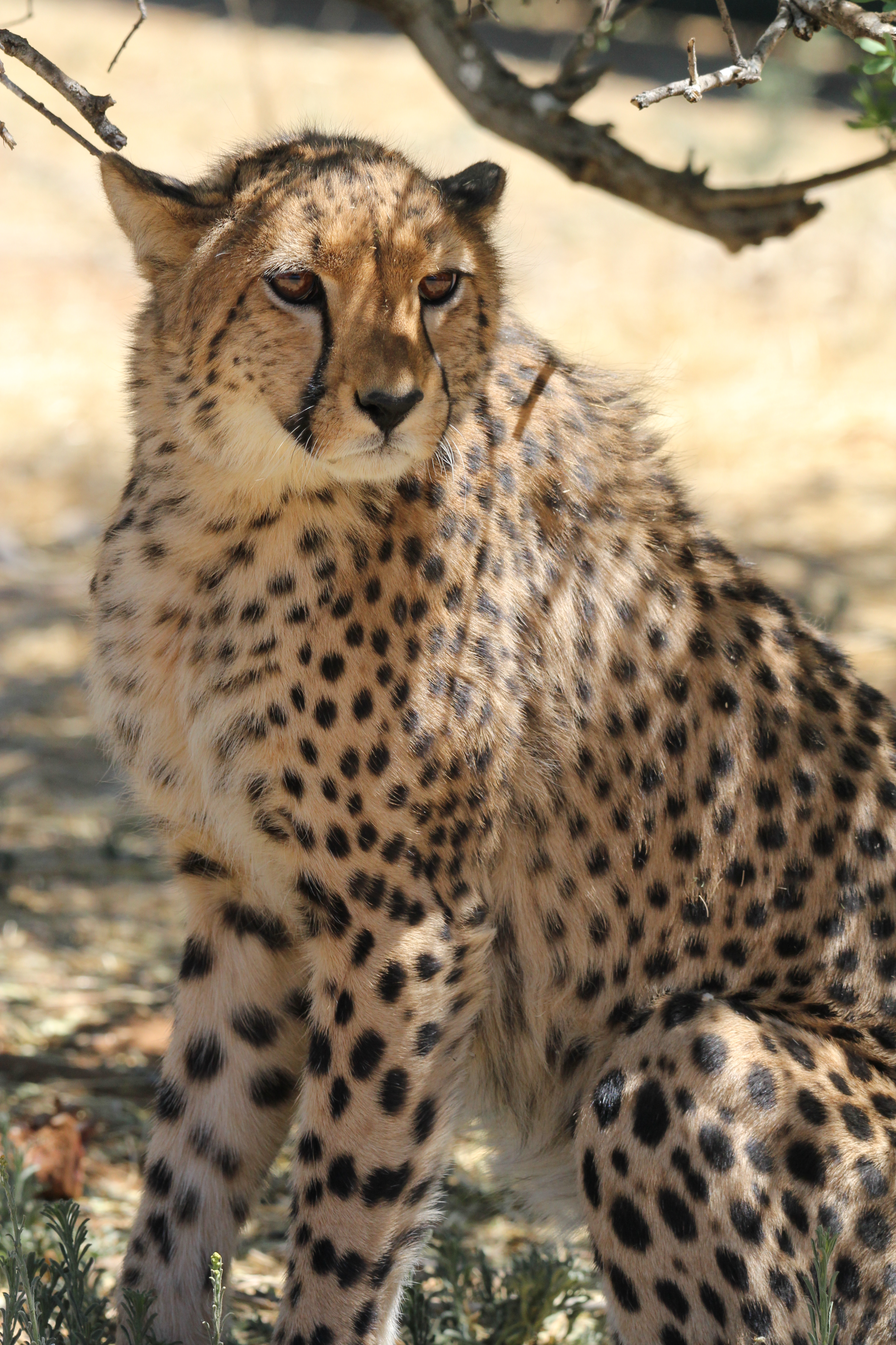 Fifth Female Cheetah Attractive Photo