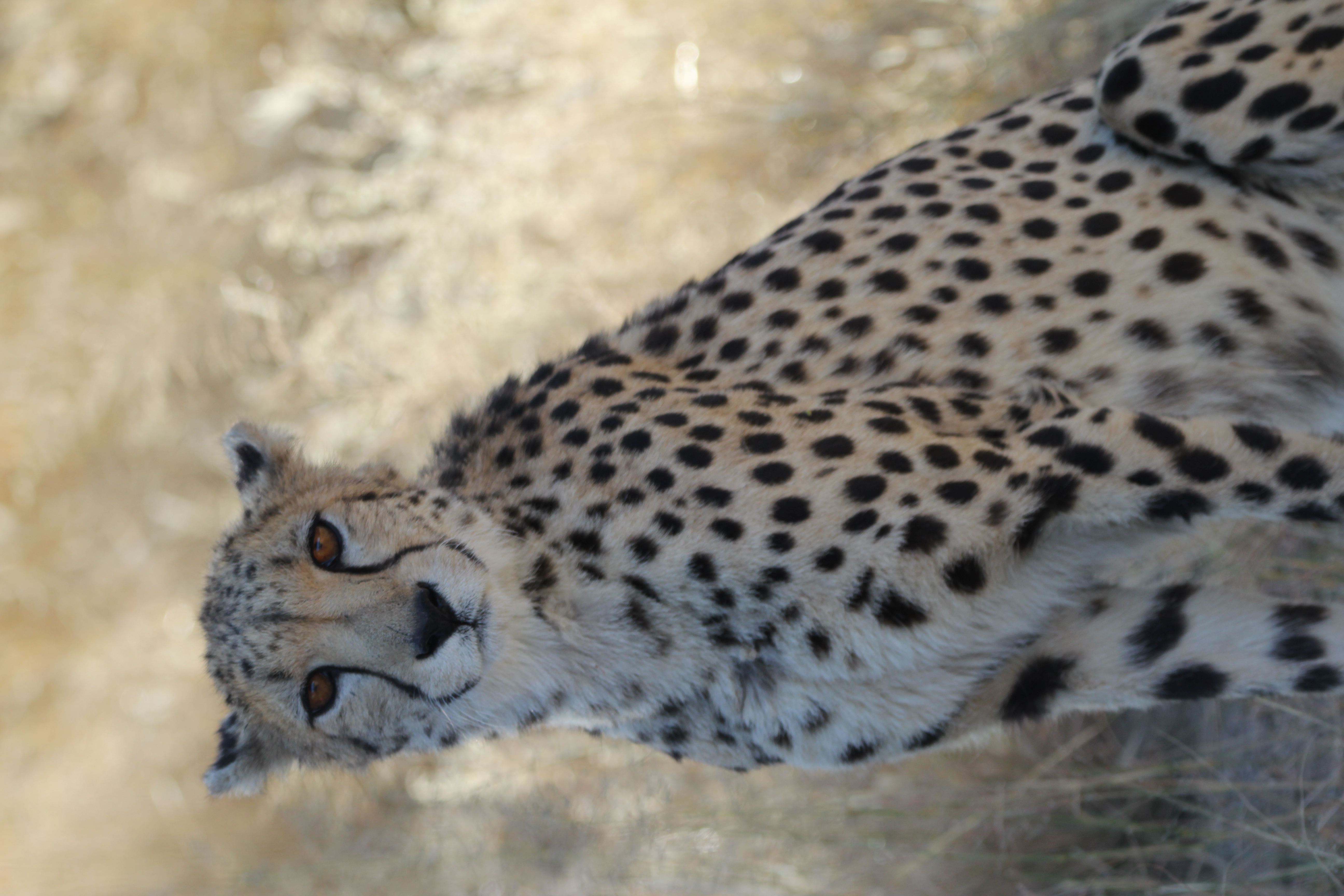 First Female Cheetah Full Photo