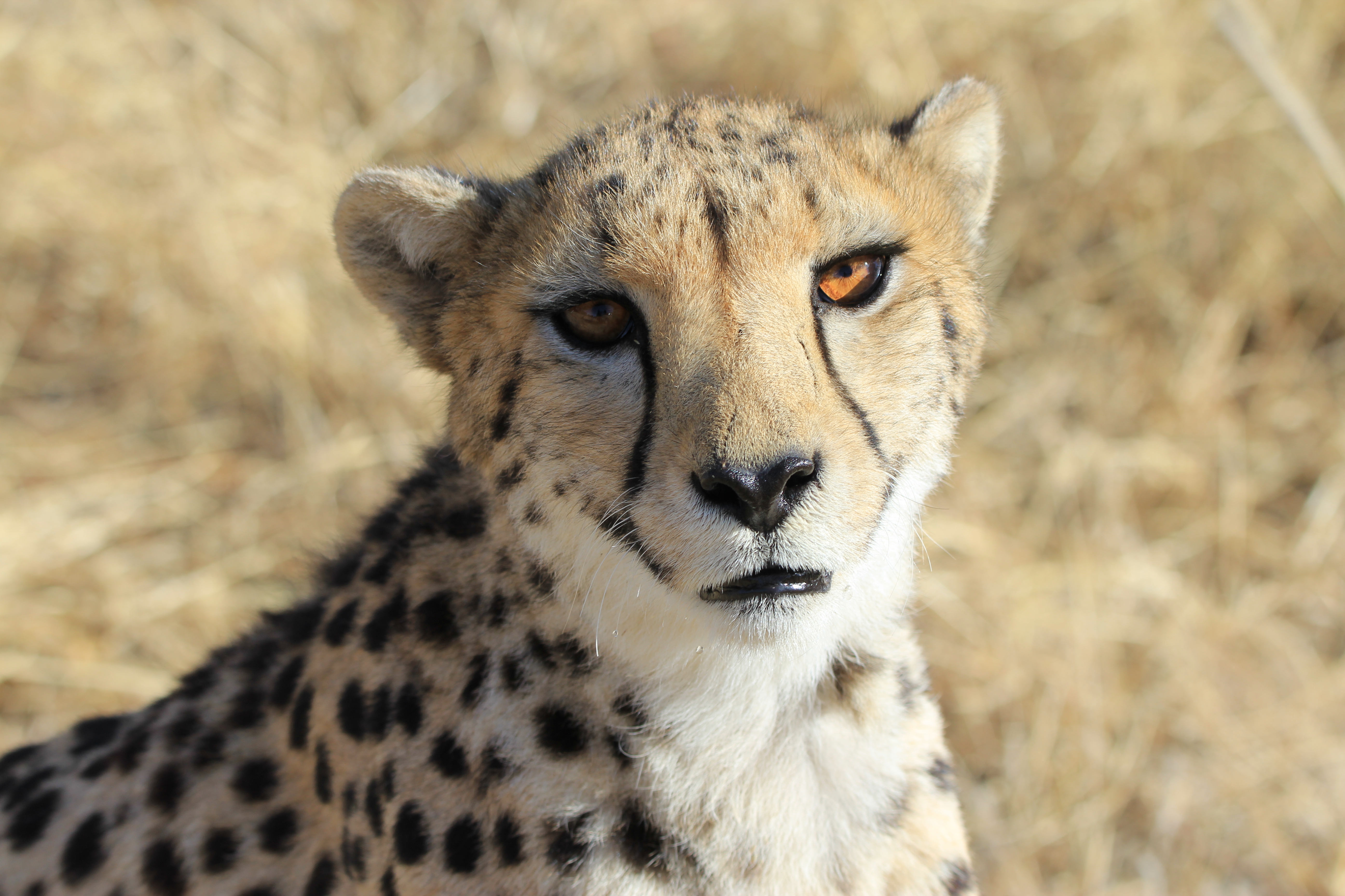 Cheetah Golden Eyes Coming From Namibia to MP