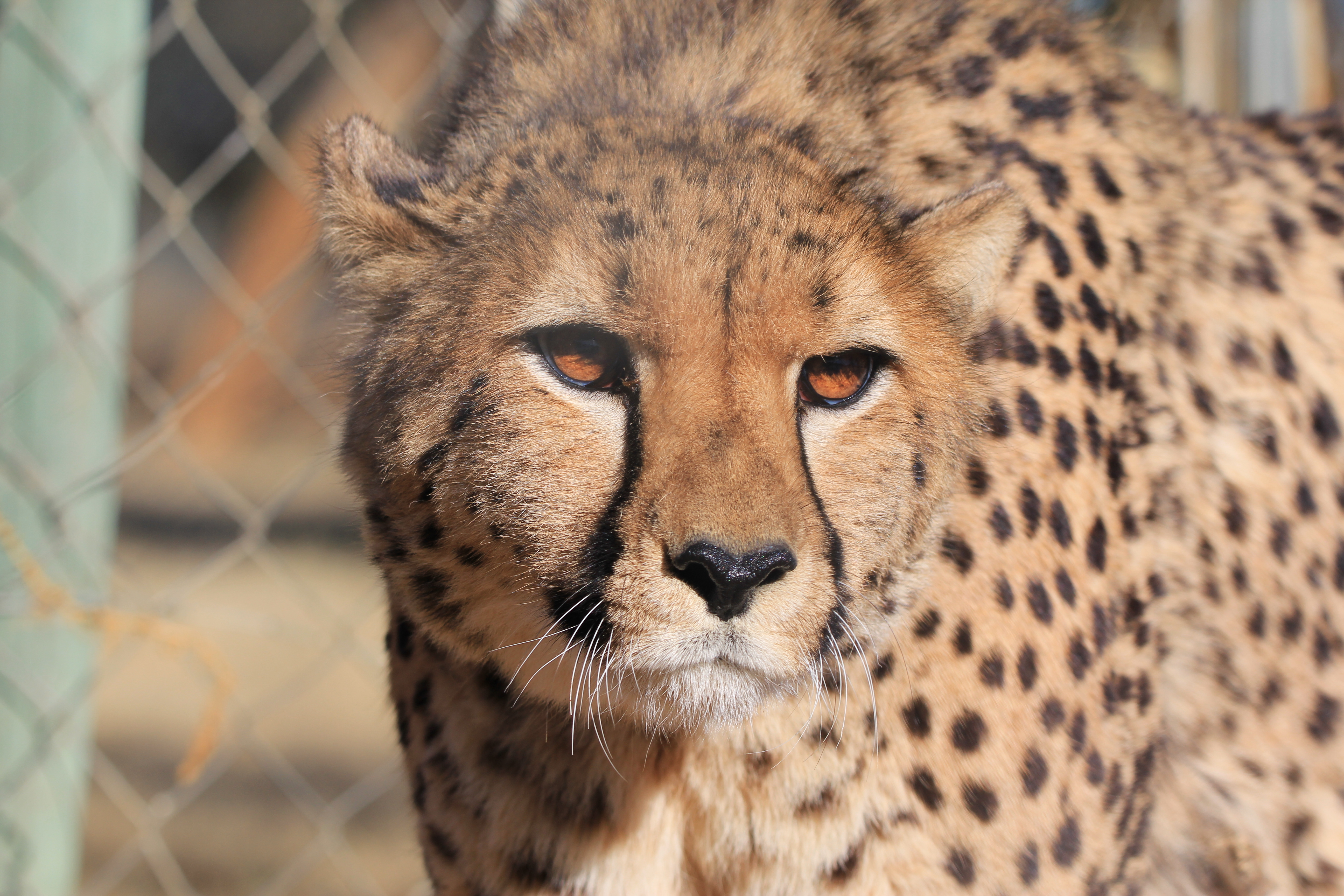 First Female Cheetah Brought to India From Namibia