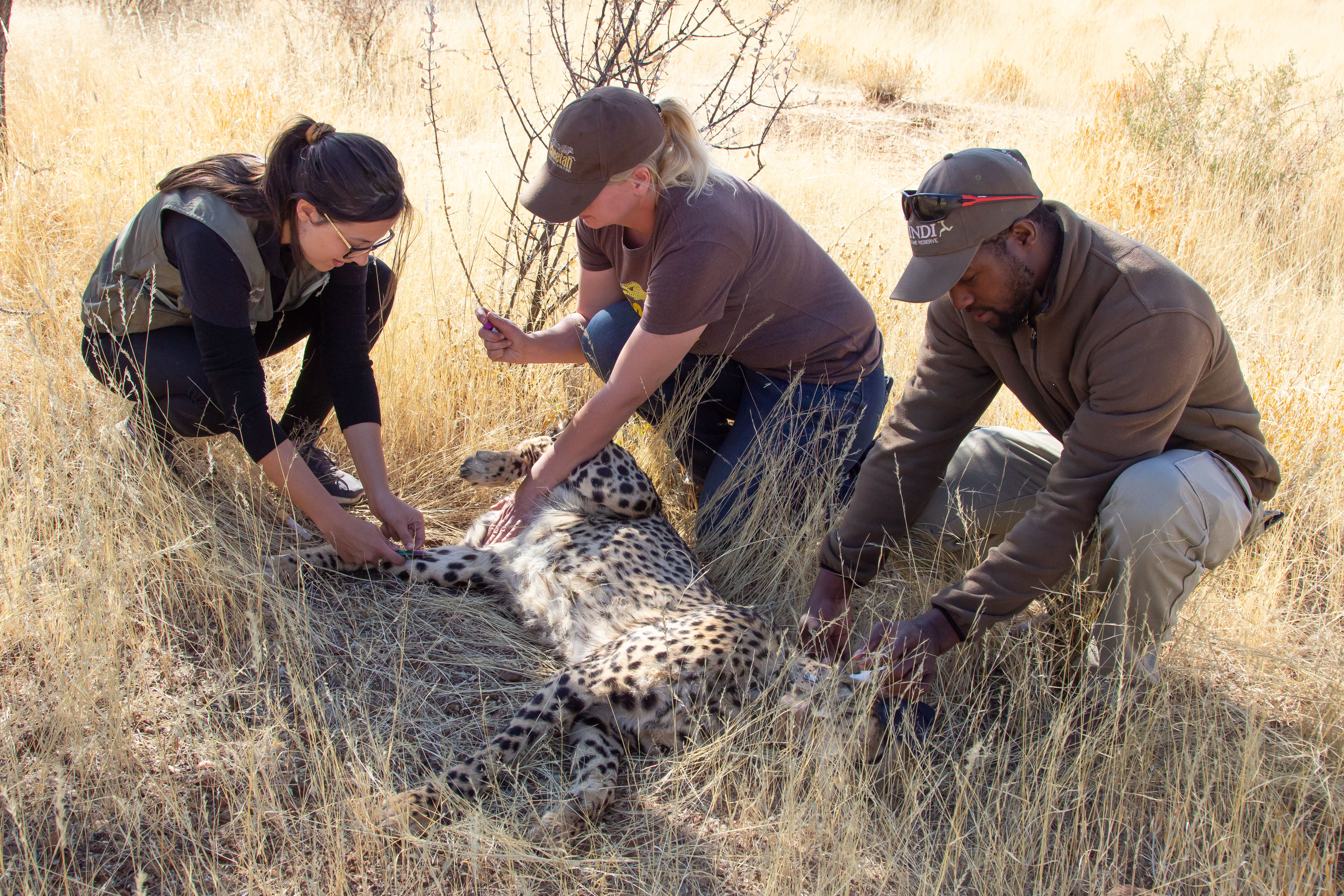 Team checking cheetah after tranquilize