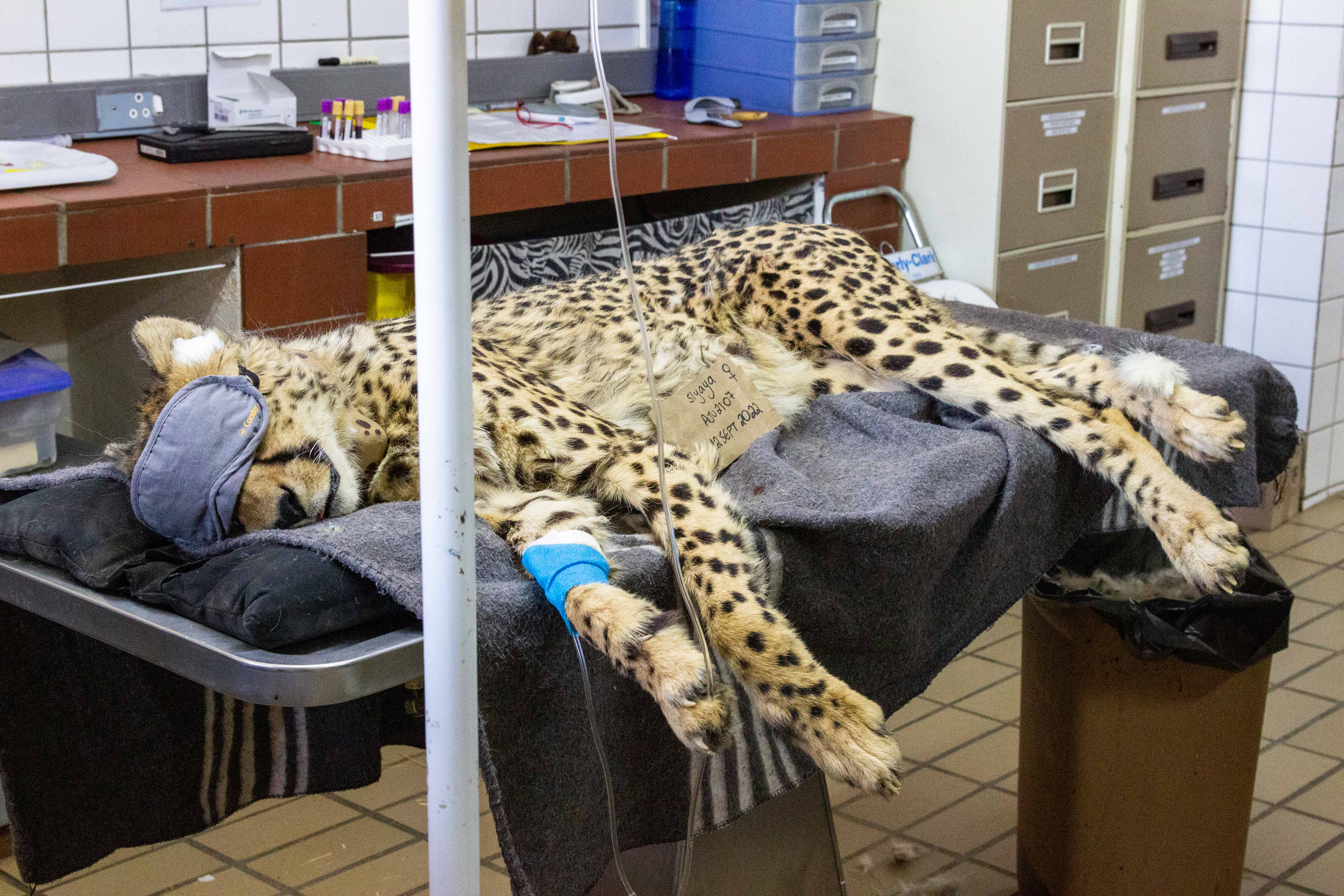 cheetah sleeping in an unconscious state