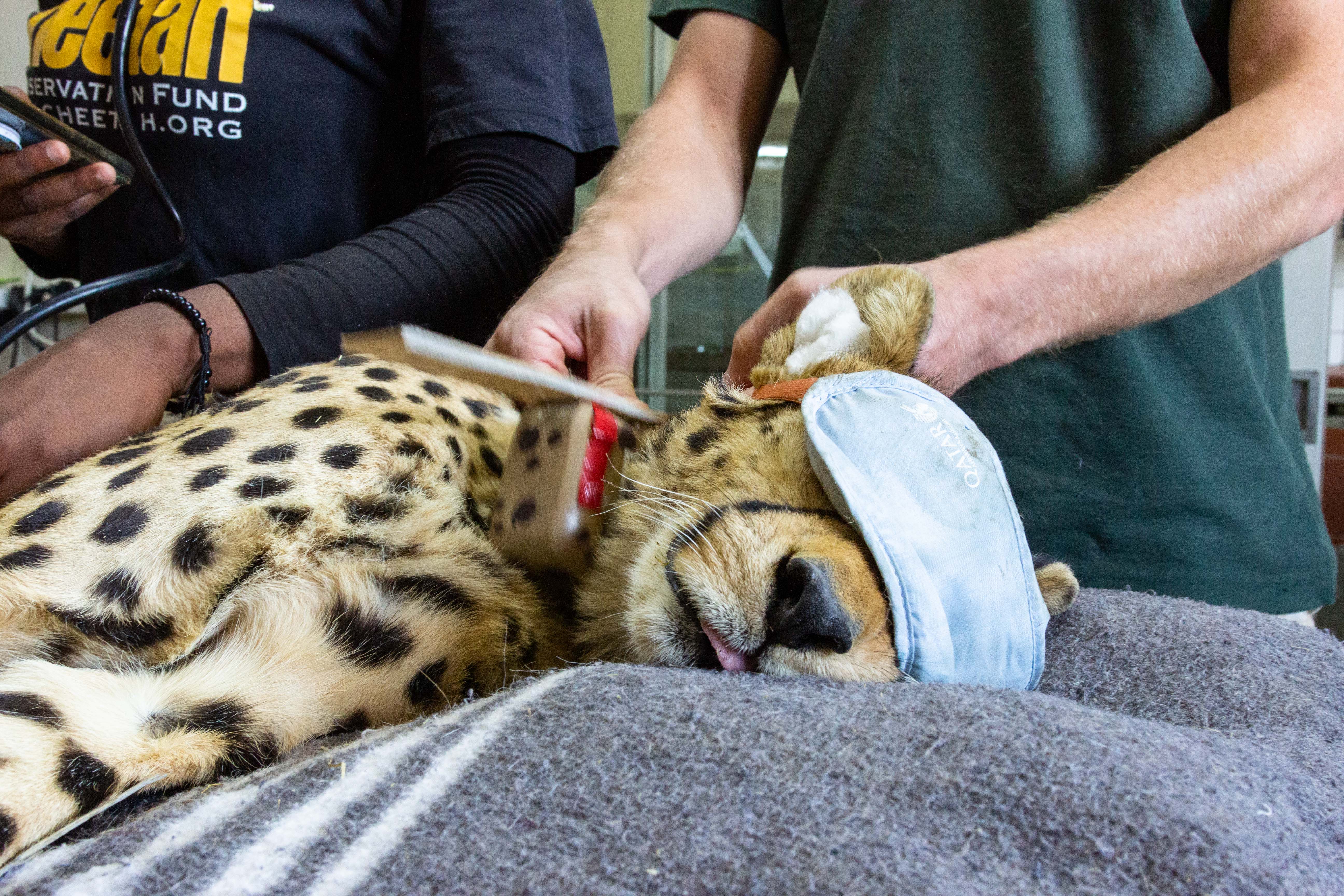 Cheetahs kept blindfolded