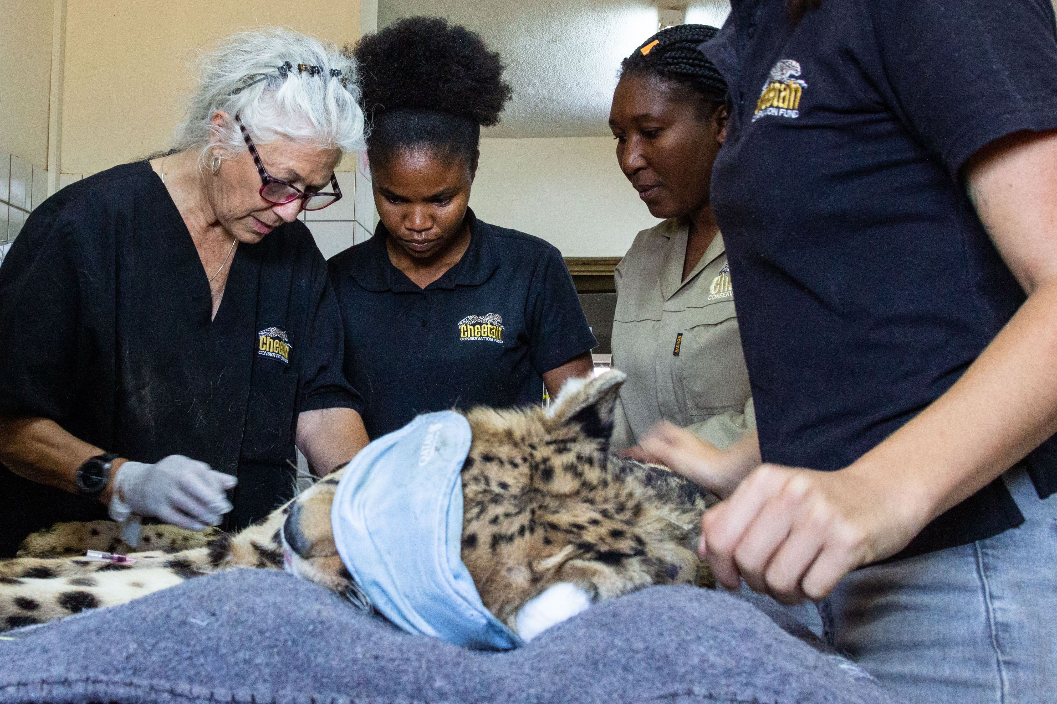 team doing medical examination of cheetah