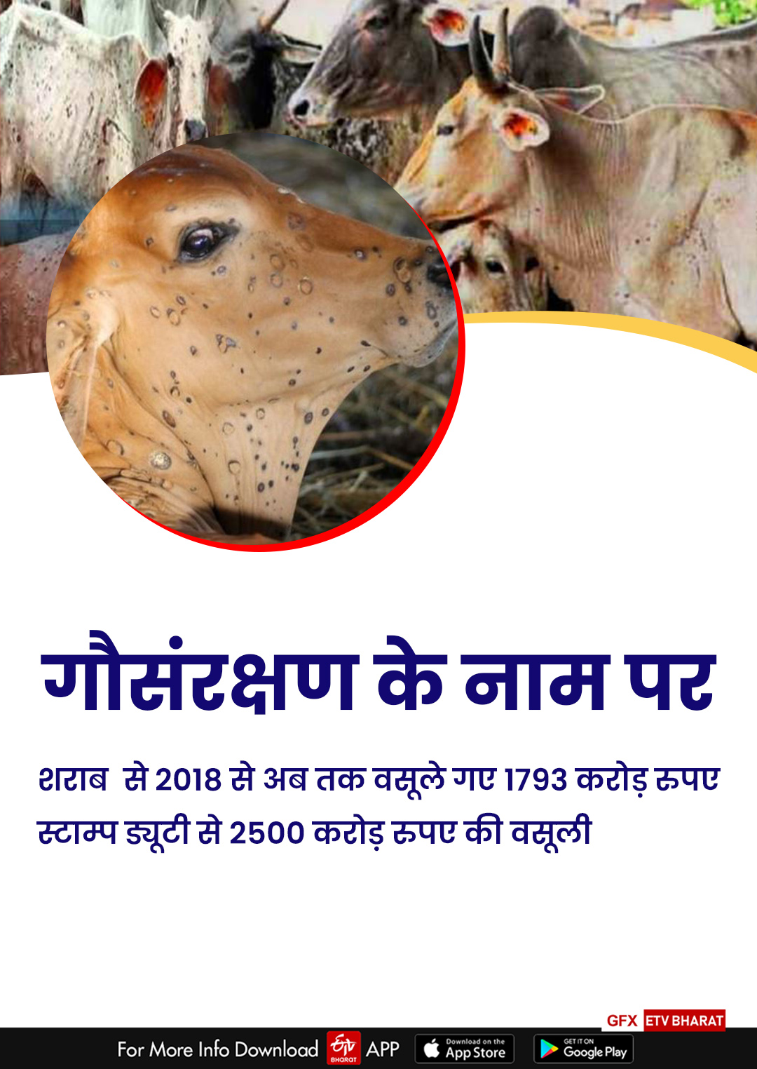 Cow Cess in Rajasthan