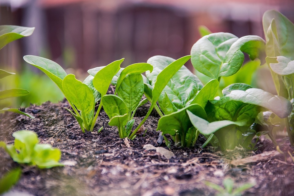 Benefits Of Spinach News