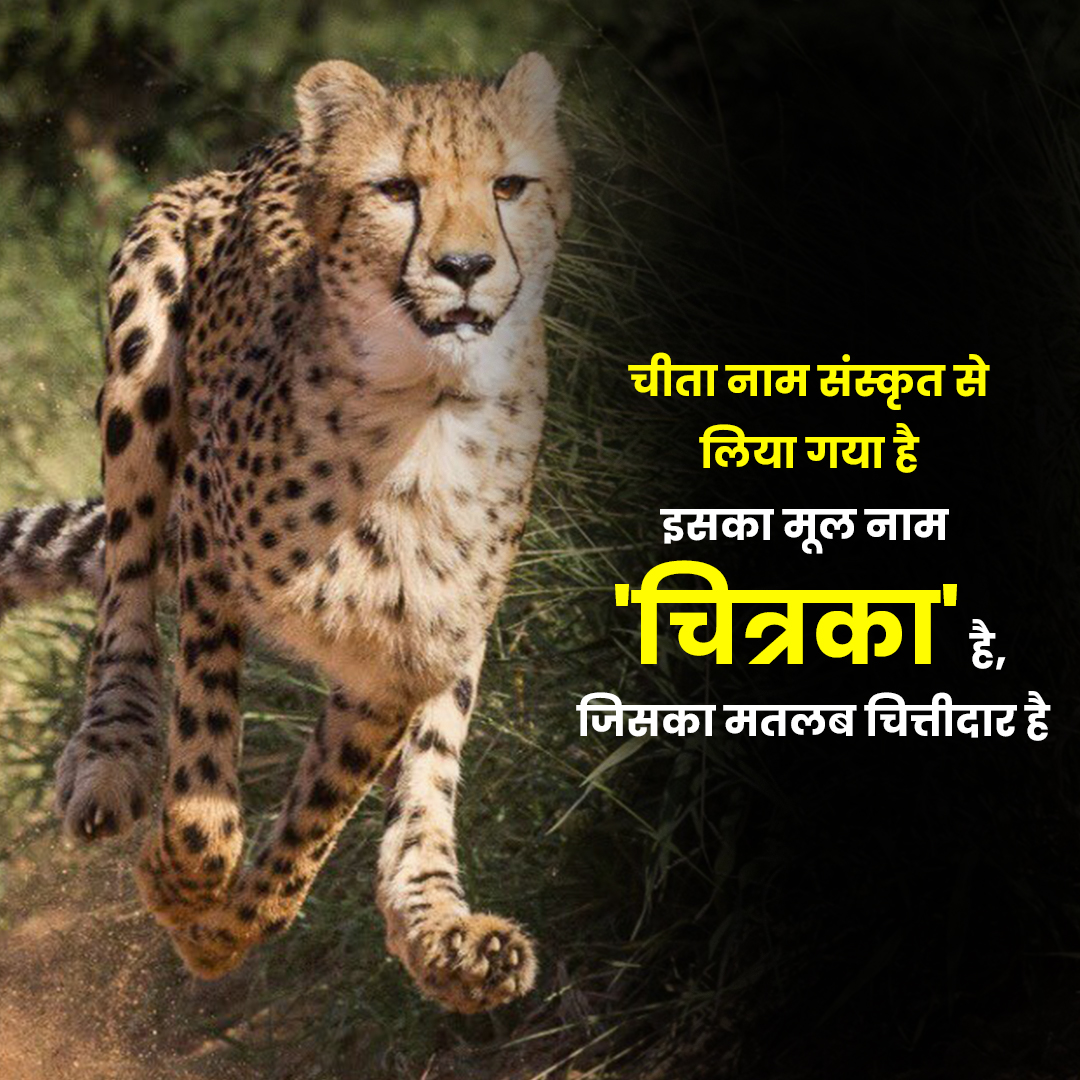Sanskrit cheetah name