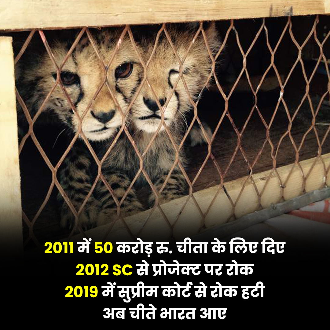 Then there was a ban in bringing cheetahs from the court to India