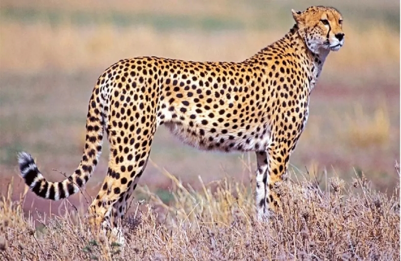 Cheetah in India