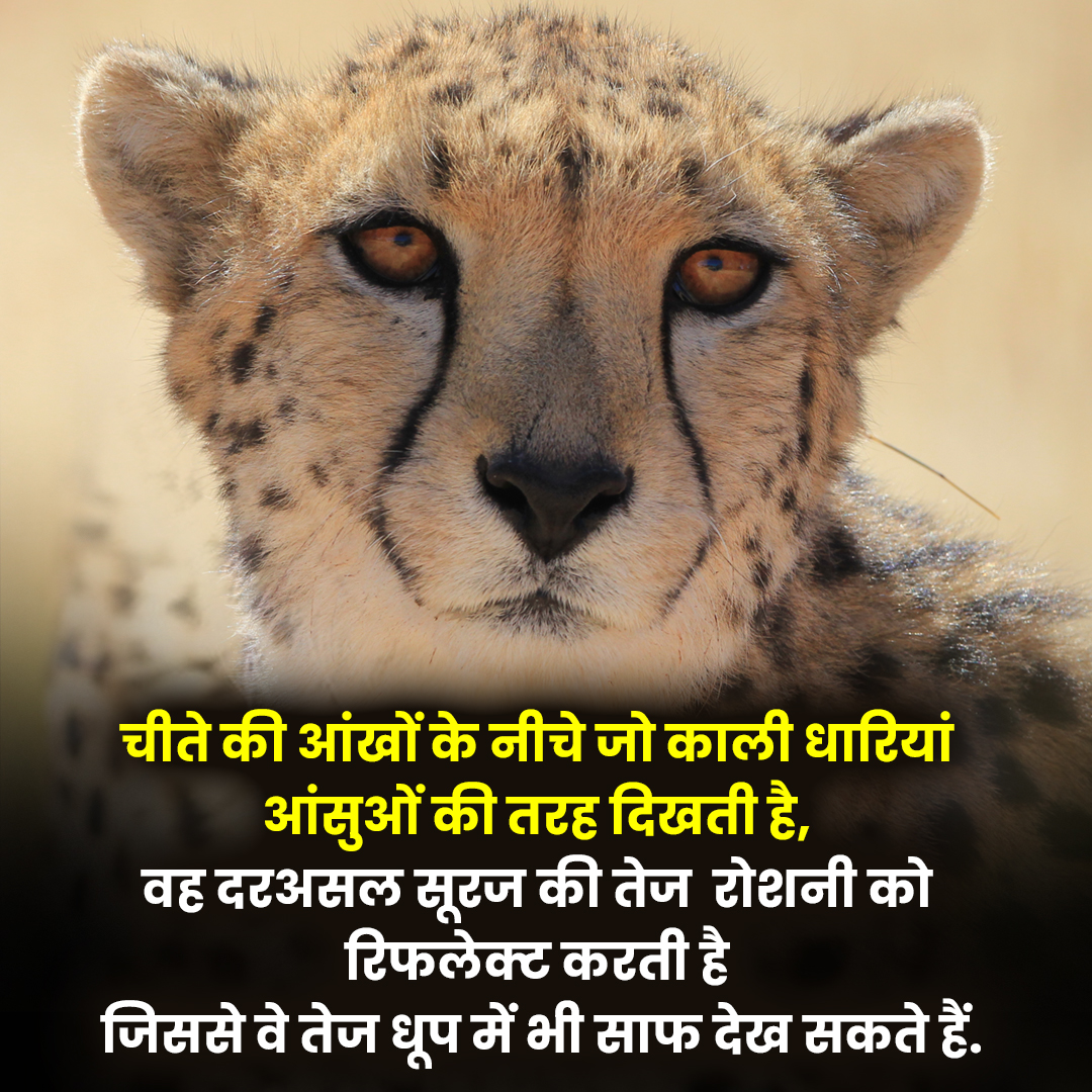 Cheetahs in India after 70 years