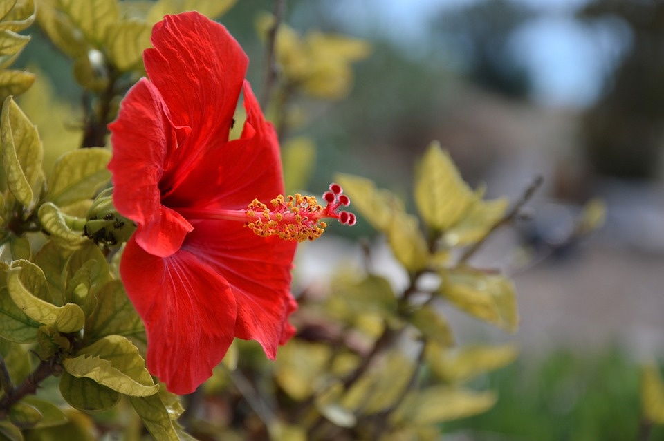 Hibiscus News